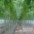 河北白蠟樹種植技術(shù) 求購白蠟樹 白蠟樹小苗