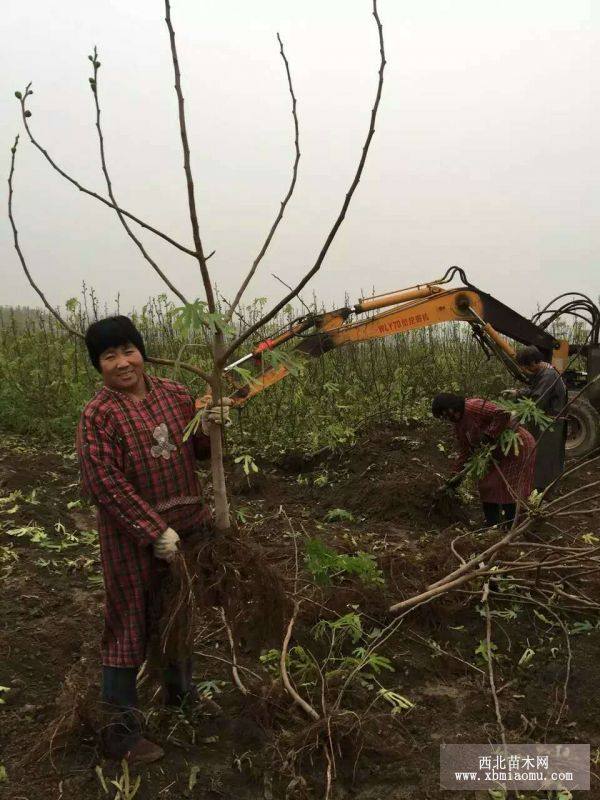 無花果苗