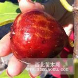 1公分2公分3公分無(wú)花果樹苗價(jià)格