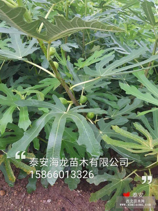 无花果树