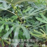 金傲芬無花果樹苗價格