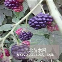 基地培育樹莓苗品種全 批發(fā) 現(xiàn)貨紅樹莓