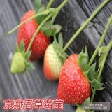 美十三草莓苗價(jià)格