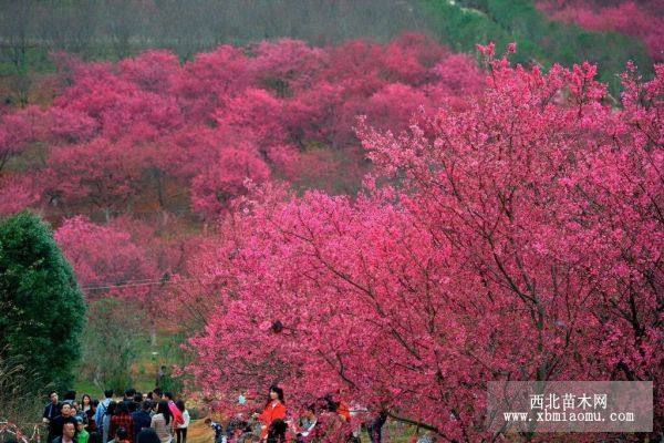 櫻花（中國紅櫻花）