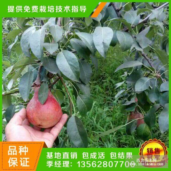 早紅考蜜斯梨樹(shù)苗