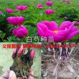 出售白芍苗，白芍苗，白芍苗价格