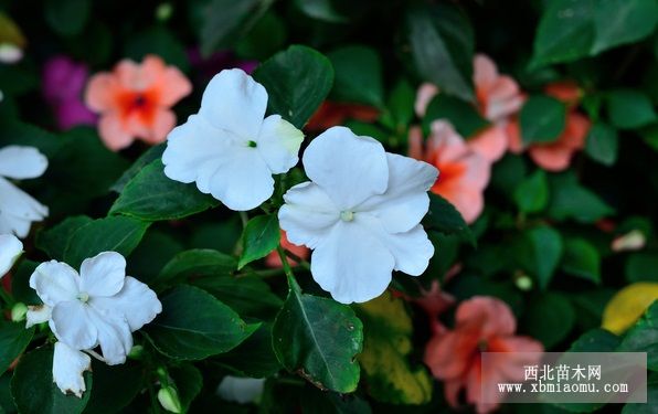 鳳仙花的養殖方法