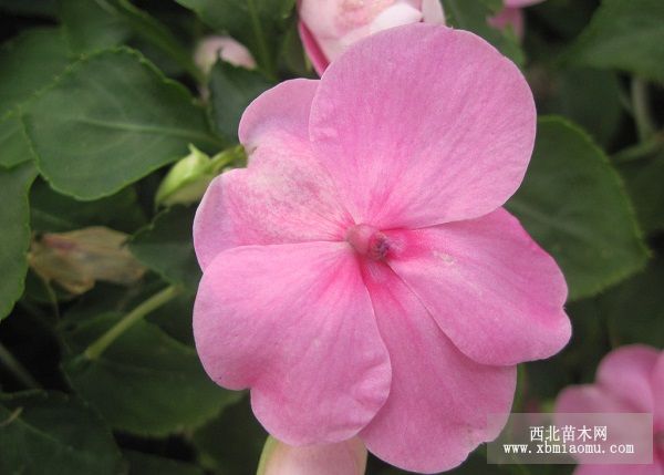 鳳仙花的養殖方法