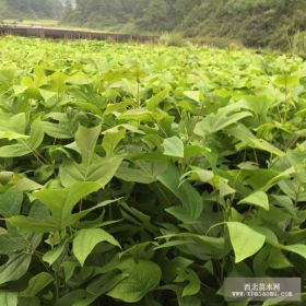 马挂木、一年生马挂木小苗、马挂木小苗价格