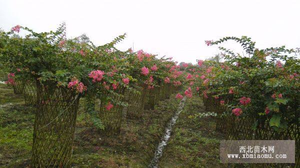 紫薇花瓶