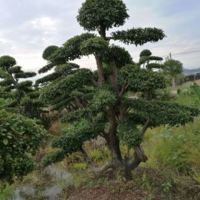 榆树桩景2