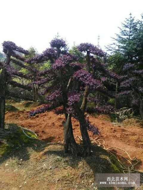 紅桎木樁景