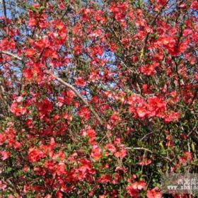 供應(yīng)桂花、櫻花、柳樹、合歡、海棠，木槿、玉蘭、高桿女貞