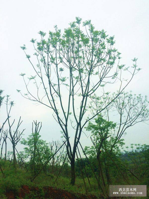 瀘州藍(lán)花楹