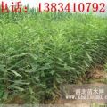 一年皂角苗-50公分以上皂角苗-大刺皂角苗-皂角苗