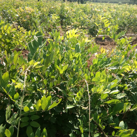 批发零售丛生紫藤 丛生紫荆  丛生火红箭紫薇 丛生红叶紫薇