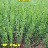 供應(yīng)一年生30公分以上梭梭苗種植肉蓯蓉梭梭