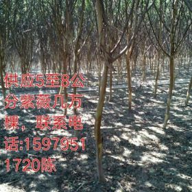 湖北哪里供应檫木，湖北1-3公分湿地松，江西招标网供应造林苗