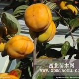 用于绿化大规格柿子树 山西运城柿子树直销价格