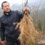 紅心獼猴桃苗木，紅心獼猴桃種植技術(shù)，獼猴桃苗木