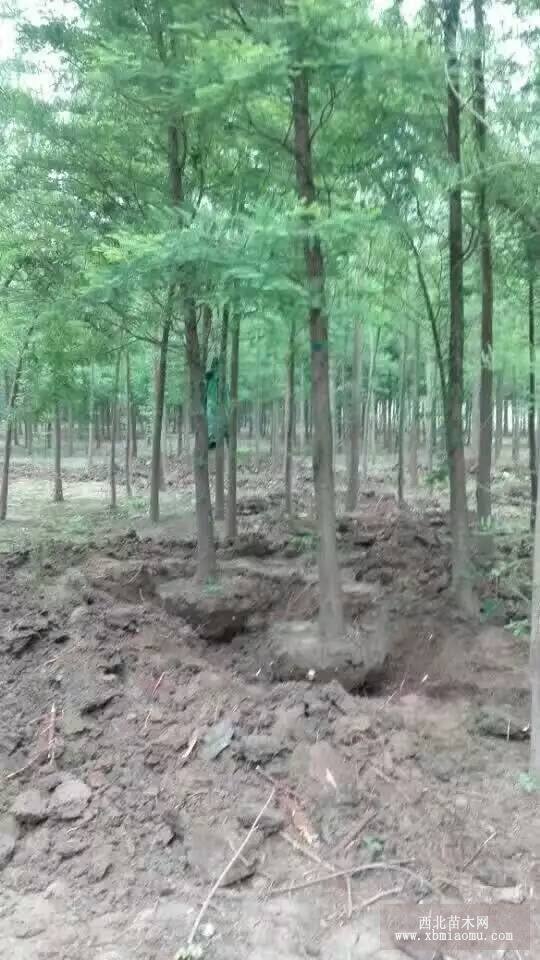 落雨衫