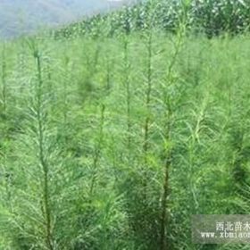 供甘肃武威樟子松定植苗和张掖樟子松容器苗