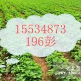 山西牡丹苗??！一年生牡丹苗?。《晟档っ纾?！3年生牡丹苗