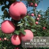 煙富0蘋(píng)果苗，矮化蘋(píng)果苗，M9t337自根砧蘋(píng)果苗