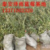 3年奥尼尔蓝莓树苗价格 云南适合种植社么蓝莓品种