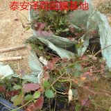 广西适合种植什么蓝莓品种 2到3年蓝莓苗价格