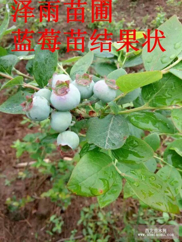 蓝莓树苗