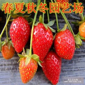 山東紅顏草莓苗批發(fā)零售廠家