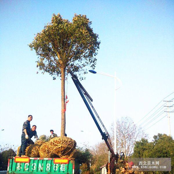 香樟價格