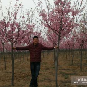 青岛垂枝樱花基地