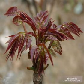 哪里的香椿苗好 物美價廉 產(chǎn)量高