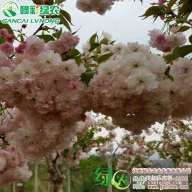 供应一叶樱小苗粉色樱花种苗 樱花树樱花茶