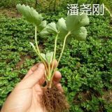 山東草莓苗  草莓苗價格    泰安華興苗木場