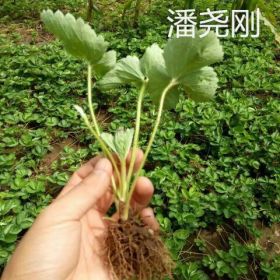 山东草莓苗  草莓苗价格    泰安华兴苗木场