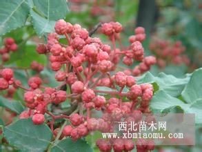 紅肉蘋果苗秋月梨矮化砧大紅袍花椒苗價(jià)格