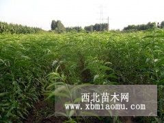 山东黄桃树苗 山东新品种黄桃树苗 山东黄桃树苗价格