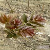 批发红油香椿苗 泰山红油香椿种植基地