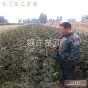 大红袍花椒树苗价格 供应大红袍花椒树苗品种