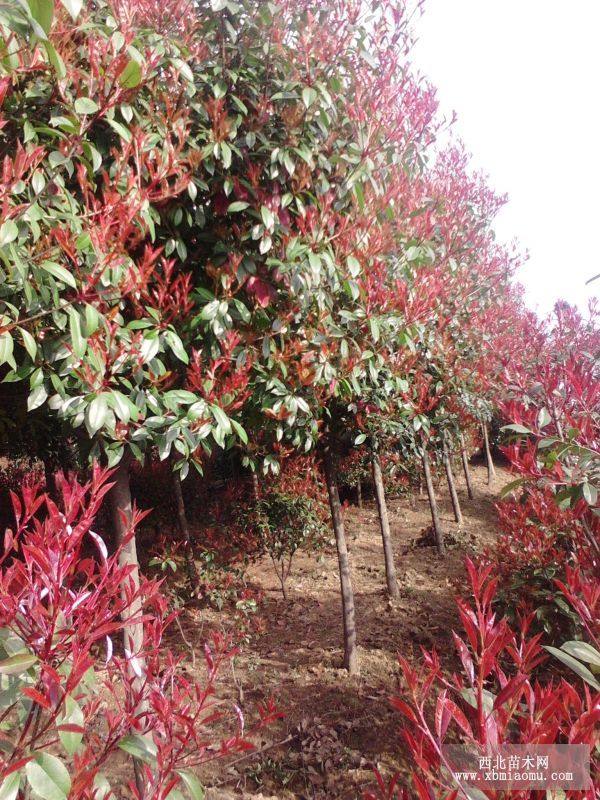 紅葉石楠苗圃直銷