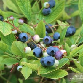 蓝莓苗批发、矮丛蓝莓苗价格、2年蓝莓苗、蓝莓苗