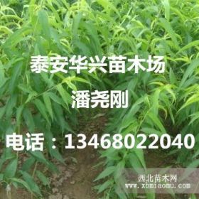 春蜜桃树苗什么时候种植？