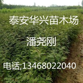 花椒树苗价格，山东花椒树苗，花椒树苗