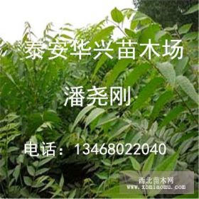 出售矮化红油香椿树苗；大棚矮化红油香椿树苗；红油香椿树苗价格