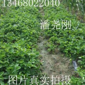 2016年草莓苗-草莓苗新品种、草莓苗价格多少