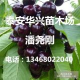 黑珍珠櫻桃、黑珍珠櫻桃樹苗、黑珍珠櫻桃苗