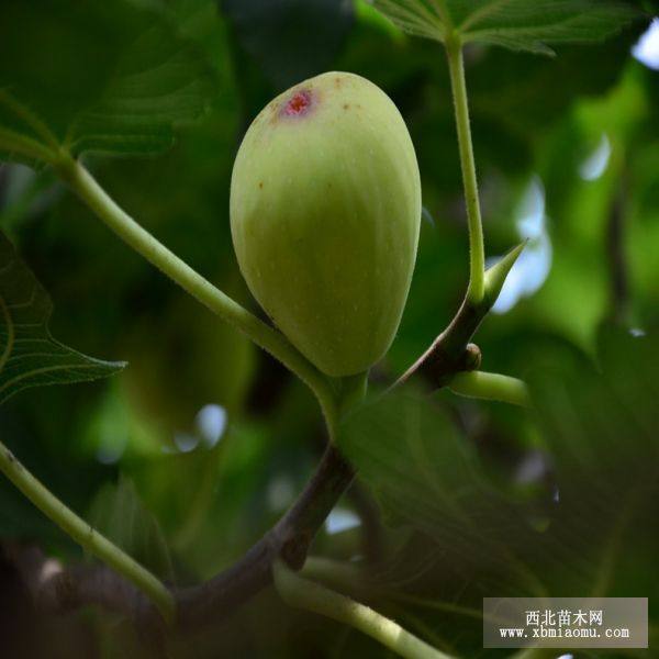 無花果樹苗